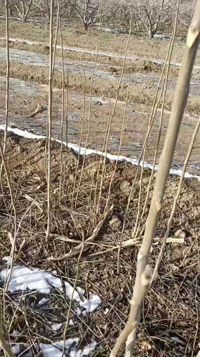 臭椿苗，一年苗，需要联系我，全国包邮到家。18534302961