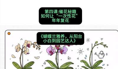 第四节：催花秘籍：如何让&ldquo;一次性花&rdquo;年年复花，课程：《蝴蝶兰雅养六讲：从阳台小白到园艺达人》#识农AI