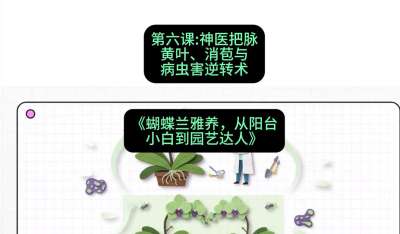 第六节：神医把脉：黄叶、消苞与病虫害逆转术，课程：《蝴蝶兰雅养六讲：从阳台小白到园艺达人》#识农AI
