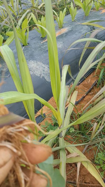 黑甘蔗种植下去，三个月。第一次追肥，