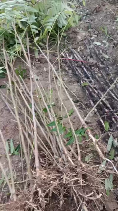 出售臭椿苗，巨峰葡萄苗。药用连翘苗，科研五号优质种苗，2/5年苗，药用连翘树，挂果树，全国包邮到家！财富密码18534302961