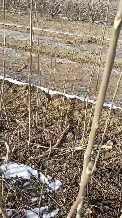 出售臭椿苗，巨峰葡萄苗。药用连翘苗，科研五号优质种苗，2/5年苗，药用连翘树，挂果树，全国包邮到家！财富密码18534302961