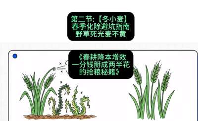 第二节：【冬小麦】春季化除避坑指南，野草死光麦不黄