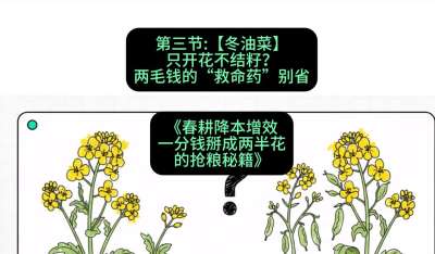 第三节：【冬油菜】只开花不结籽？两毛钱的&ldquo;救命药&rdquo;别省
