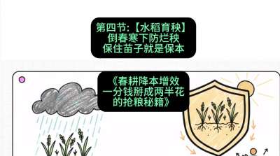 第四节：【水稻育秧】倒春寒下防烂秧，保住苗子就是保本