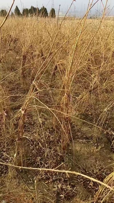 出售药用连翘苗，科研五号优质种苗，2/5年苗，药用连翘树，挂果树，全国包邮到家！财富密码18534302961出售药用连翘苗，科研五号优质种苗，2/5年苗，药用连翘树，挂果树，全国包邮到家！财富密码1