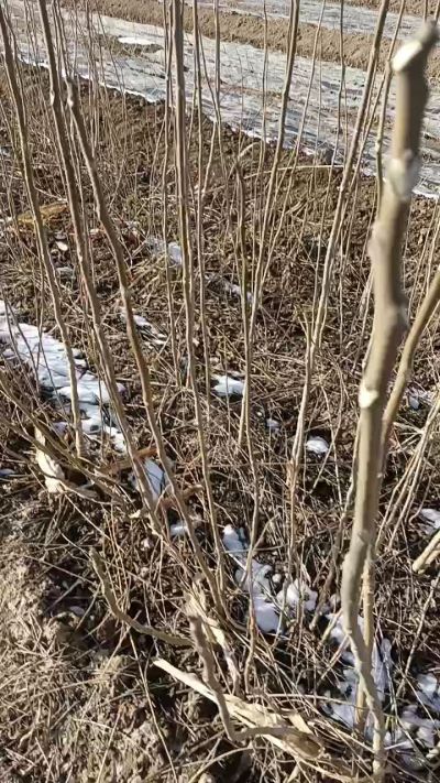 出售臭椿苗，巨峰葡萄苗。药用连翘苗，科研五号优质种苗，2/5年苗，药用连翘树，挂果树，全国包邮到家！财富密码18534302961