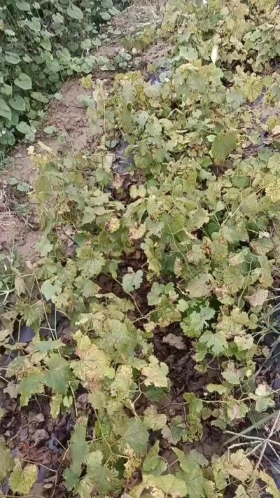 出售巨峰葡萄苗。药用连翘苗，科研五号优质种苗，2/5年苗，药用连翘树，挂果树，全国包邮到家！财富密码18534302961