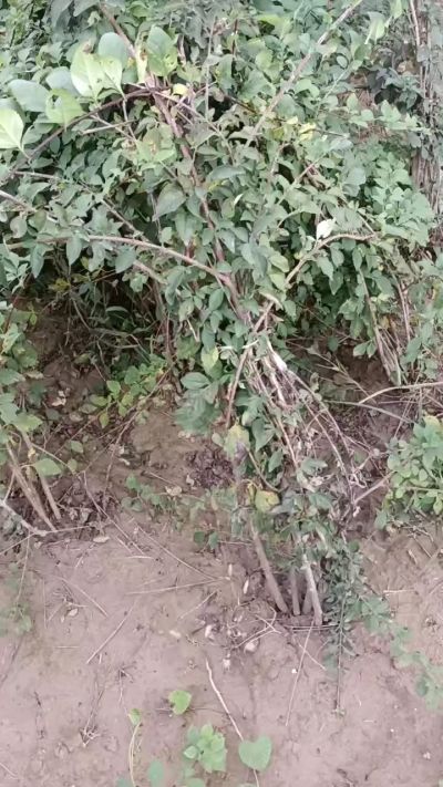 出售药用连翘苗，科研五号优质种苗，2/5年苗，药用连翘树，挂果树，全国包邮到家！财富密码18534302961