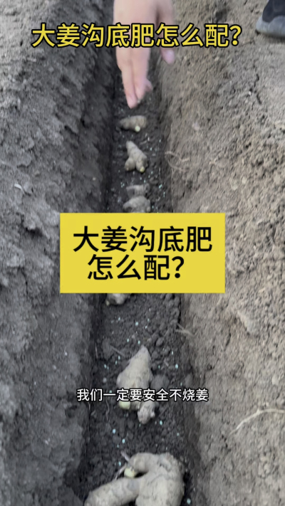 大姜沟底肥怎么配？
