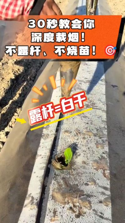 这个栽法太关键了！深栽是烤烟成活的根本，亲测有效！