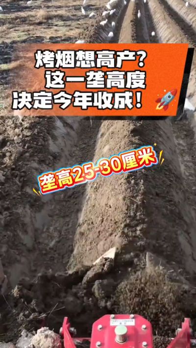 想让烤烟高产，就得从细节抓起。分享一点实打实的干货，只为帮大家少走弯路，种出好烟叶！🌱👍