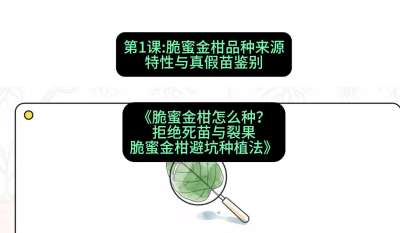 第1节：脆蜜金柑品种来源、特性与真假苗鉴别，课程：《脆蜜金柑怎么种？拒绝死苗与裂果，脆蜜金柑8步避坑种植法》#识农AI