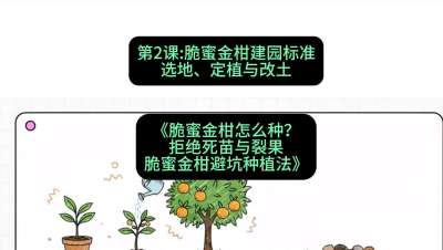 第2节：脆蜜金柑建园标准：选地、定植与改土，课程：《脆蜜金柑怎么种？拒绝死苗与裂果，脆蜜金柑8步避坑种植法》#识农AI