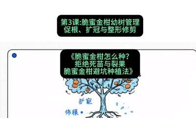 第3节：脆蜜金柑幼树管理：促根、扩冠与整形修剪，课程：《脆蜜金柑怎么种？拒绝死苗与裂果，脆蜜金柑8步避坑种植法》#识农AI