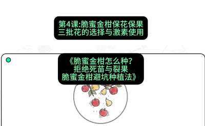 第4节：脆蜜金柑保花保果：三批花的选择与激素使用，课程：《脆蜜金柑怎么种？拒绝死苗与裂果，脆蜜金柑8步避坑种植法》#识农AI