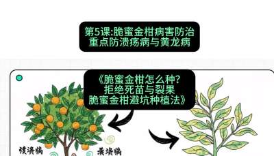 第5节：脆蜜金柑病害防治：重点防溃疡病与黄龙病，课程：《脆蜜金柑怎么种？拒绝死苗与裂果，脆蜜金柑8步避坑种植法》#识农AI