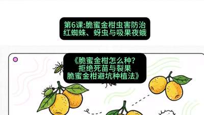 第6节：脆蜜金柑虫害防治：红蜘蛛、蚜虫与吸果夜蛾，课程：《脆蜜金柑怎么种？拒绝死苗与裂果，脆蜜金柑8步避坑种植法》#识农AI