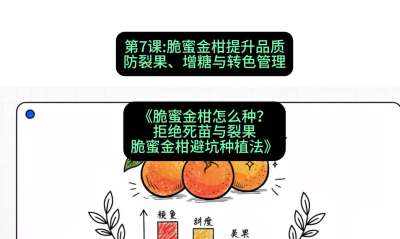 第7节：脆蜜金柑提升品质：防裂果、增糖与转色管理，课程：《脆蜜金柑怎么种？拒绝死苗与裂果，脆蜜金柑8步避坑种植法》#识农AI