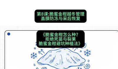 第8节：脆蜜金柑越冬管理：盖膜防冻与采后恢复，课程：《脆蜜金柑怎么种？拒绝死苗与裂果，脆蜜金柑8步避坑种植法》#识农AI