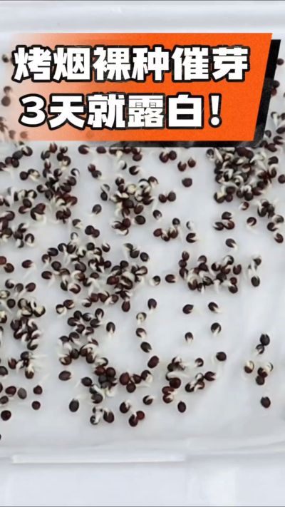 烤烟裸种催芽小技巧，清水浸泡、保温保湿，3天就能露白，出苗快又齐！烟农朋友收藏备用～