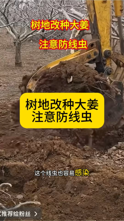 树地改种大姜，注意防线虫！