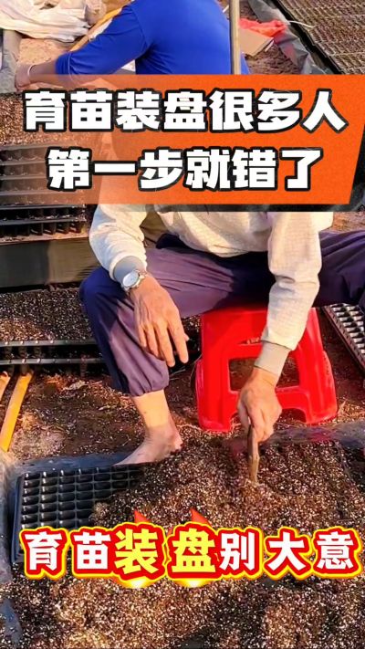 烤烟育苗基质装盘，一步做对，出苗整齐又壮苗！装盘技巧记牢，少走弯路，育苗更省心