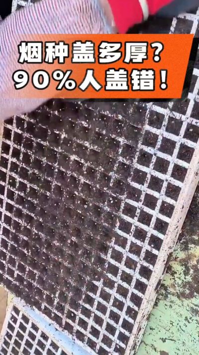烟种盖多厚？90%烟农都盖错！薄盖才出苗齐、不闷种，烤烟育苗关键一步，照着做就对了
