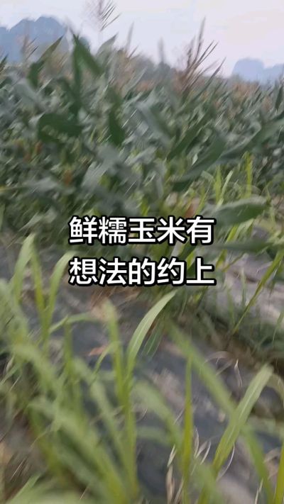 农户种植的白糯玉米大量上市，助农帮农在行动