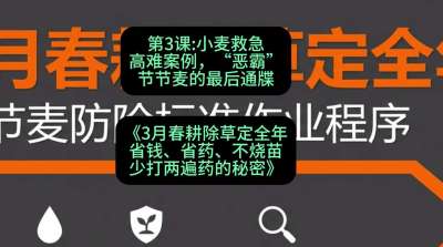 第3节：小麦救急高难案例，&ldquo;恶霸&rdquo;节节麦的最后通牒，课程：《3月春耕除草定全年：省钱、省药、不烧苗、少打两遍药的秘密》