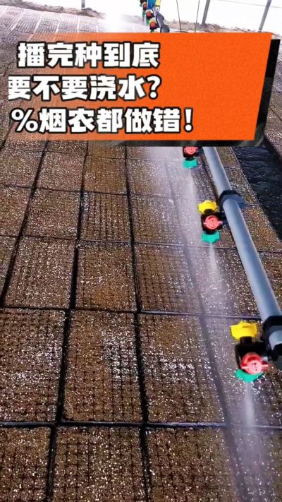 烤烟播完种一定要浇透底水，喷雾慢浇、别大水冲，盘底漏水才算到位，出苗又齐又壮！#烤烟育苗 #烤烟种植 #烟农干货 #育苗技术