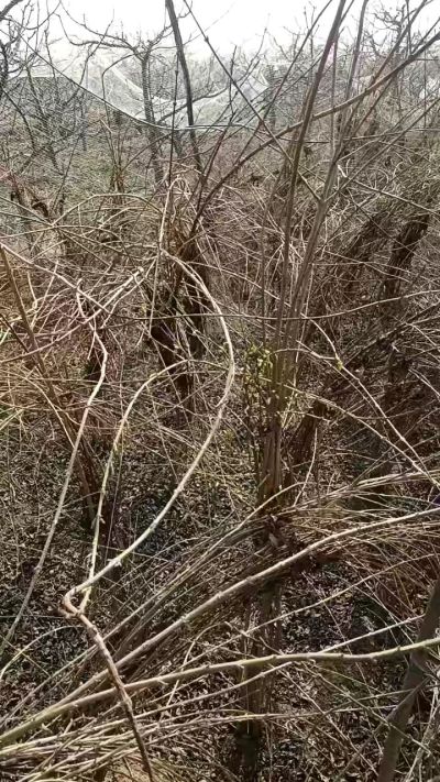 出售药用连翘苗，科研五号优质种苗，2/5年苗，药用连翘树，挂果树，全国包邮到家！财富密码18534302961