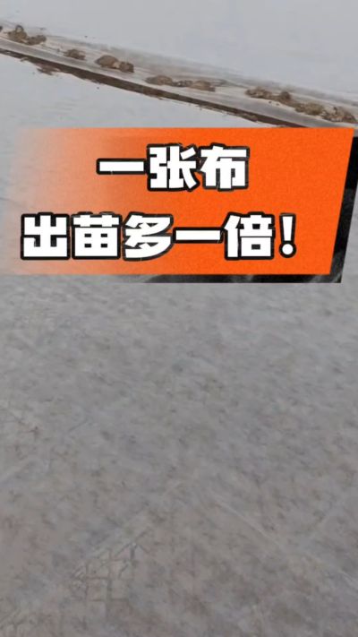 烤烟育苗盖无纺布，保温保湿出苗齐，不烂种、出苗快，烟农必备小技巧！