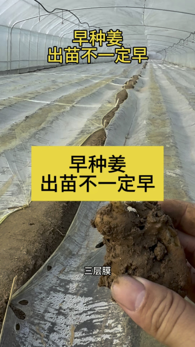 早种姜，出苗不一定早！