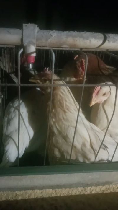 这鸡群在怪叫，怪叫的原因是痰化黏着，形成的比呼噜更重的一种呼吸道。其病因为肺中有热，热灼而痰黏，从而引起的怪叫。