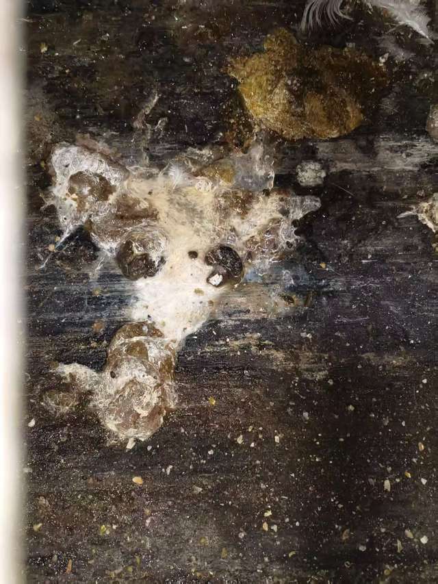 蛋鸡拉白稀的问题