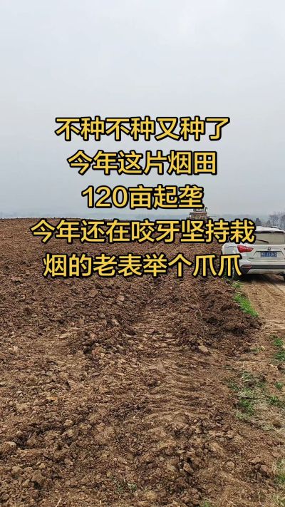 不种不种又种啦，还在咬牙坚持栽烟的老表集合啦！