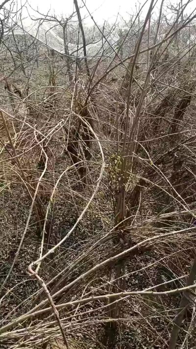 药用连翘苗，科研种苗定制树。挂果树。需要联系18534302961