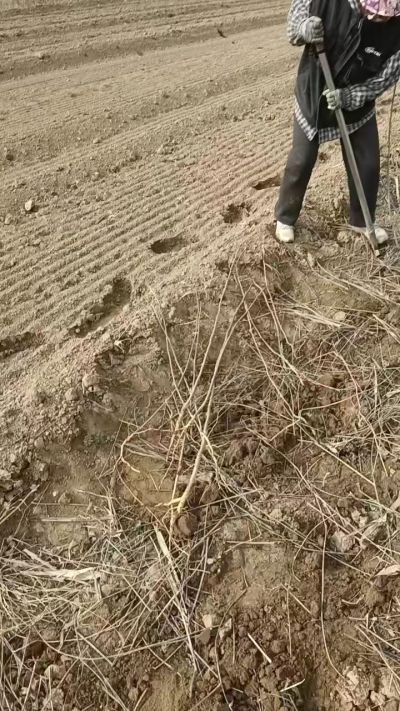 臭椿苗，一年籽播苗，地径0.5/1公分以上。需要联系18534302961