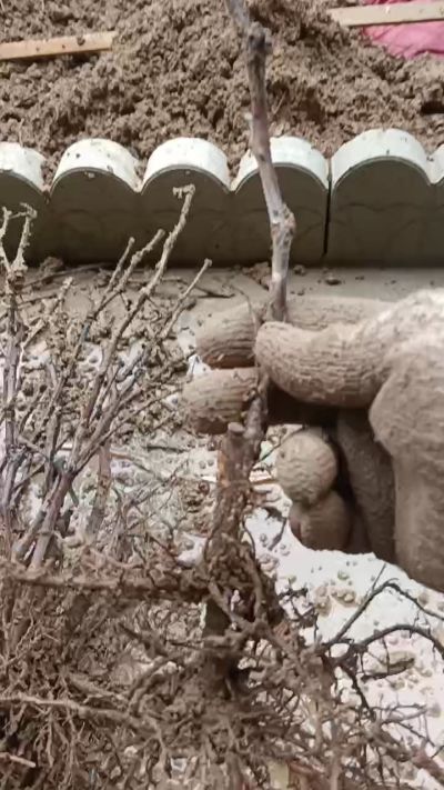 巨峰葡萄苗，一年扦插苗，需要联系我18534302961