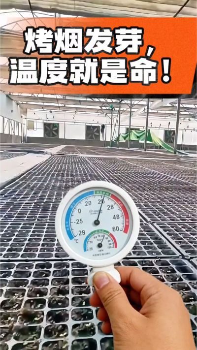 老烟农都懂：发芽温度不对，后期再管都白费！