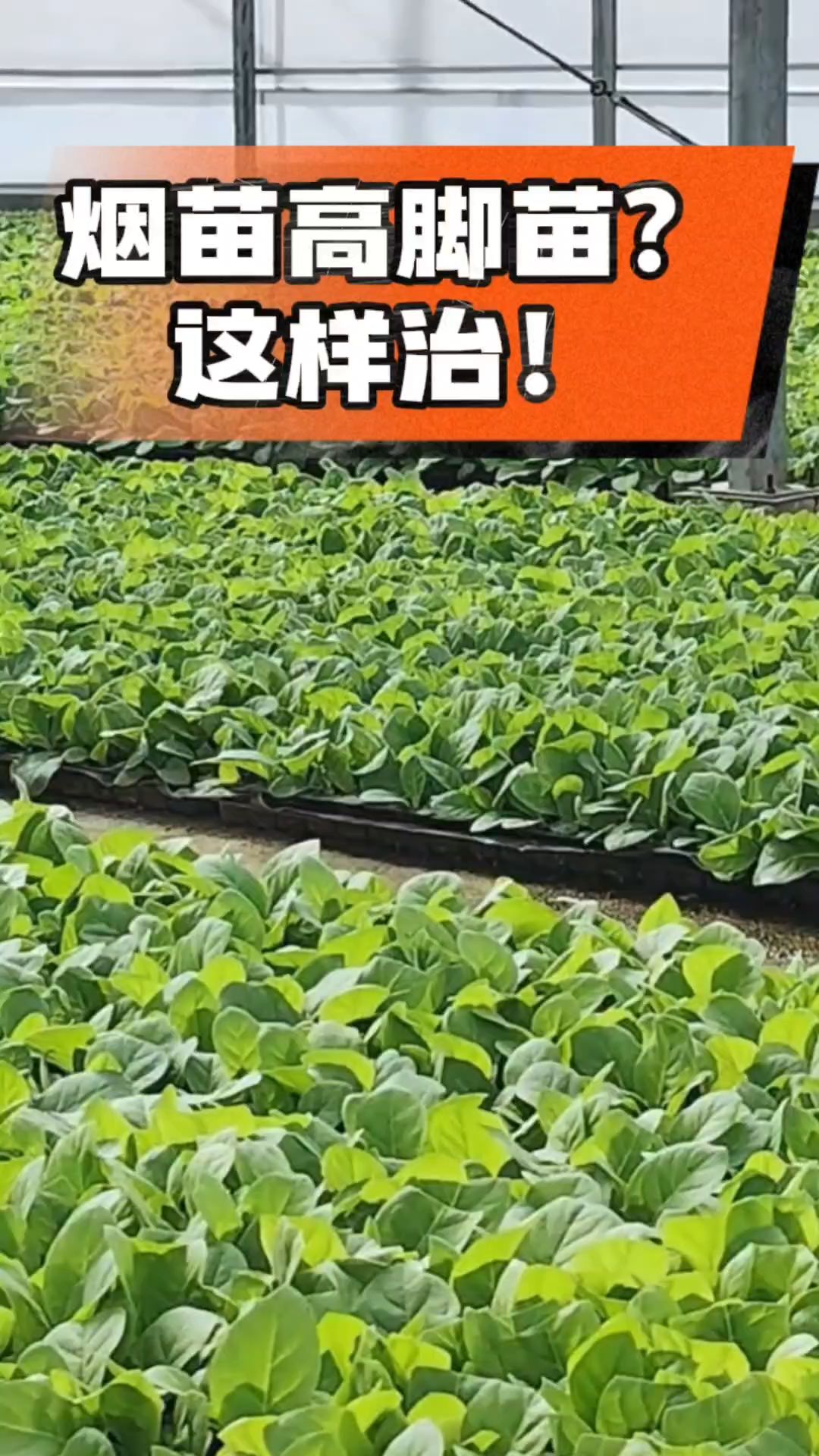 烤烟齐苗期管理关键：精准控温，防高脚苗，培育壮苗好上手！