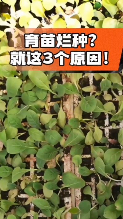 烤烟育苗烂种？3个原因讲清楚！消毒、控水、控温，做到就苗齐苗壮🔥
#烤烟育苗 #烤烟种植 #烂种防治 #烟农