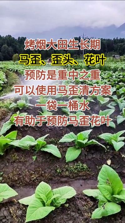 烤烟大田生长期，马歪歪头花叶预防是重中之重，可以使用马歪清方案，一袋一桶水，有助于预防马歪花叶。
烤烟管理早做一步，后期少操心！#烤烟种植#烤烟管理#烤烟大田管理#烤烟病害防治